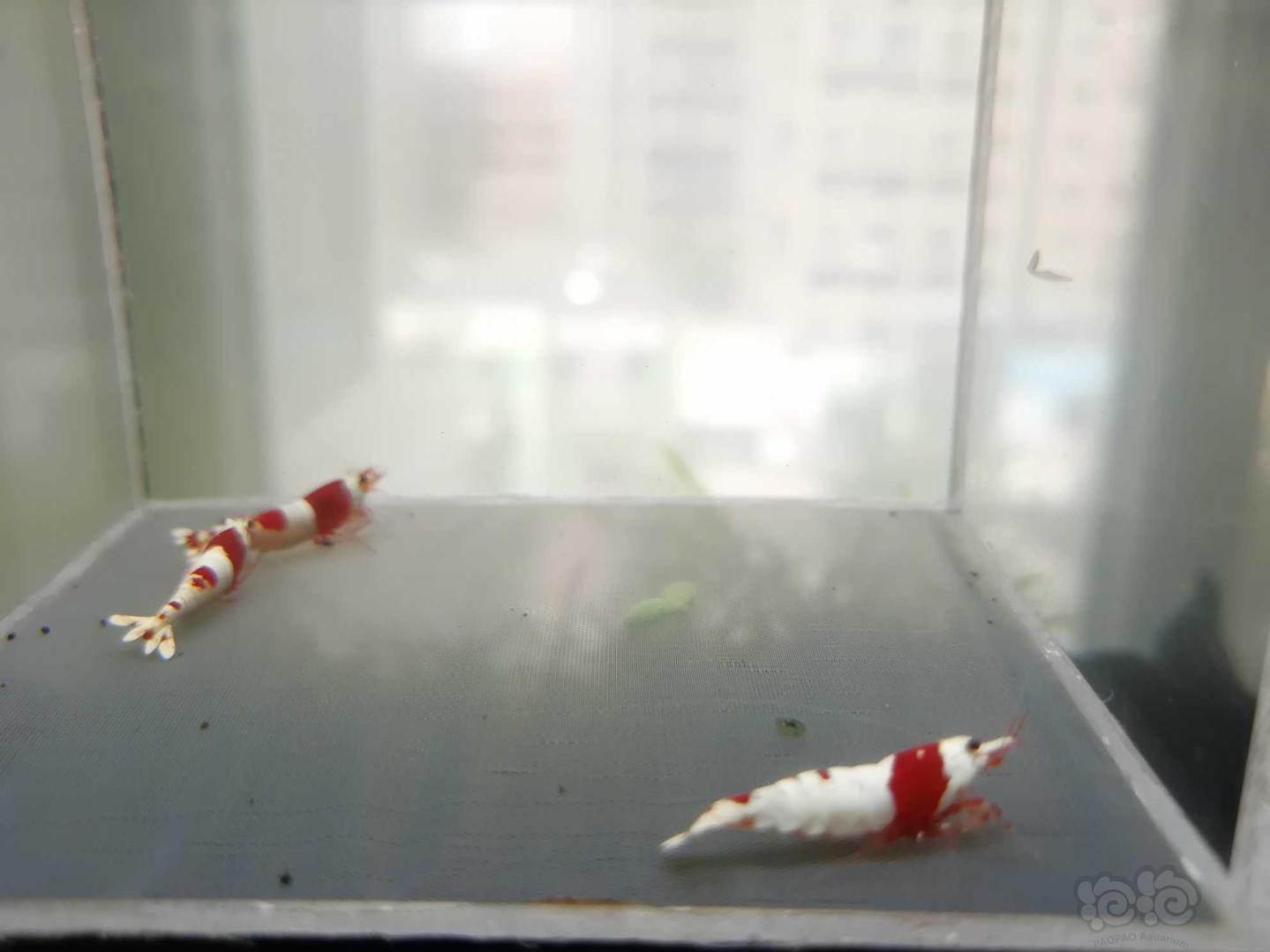 【虾】2020-08-16#RMB拍卖#红白纯血水晶虾一份4只（两对-图2