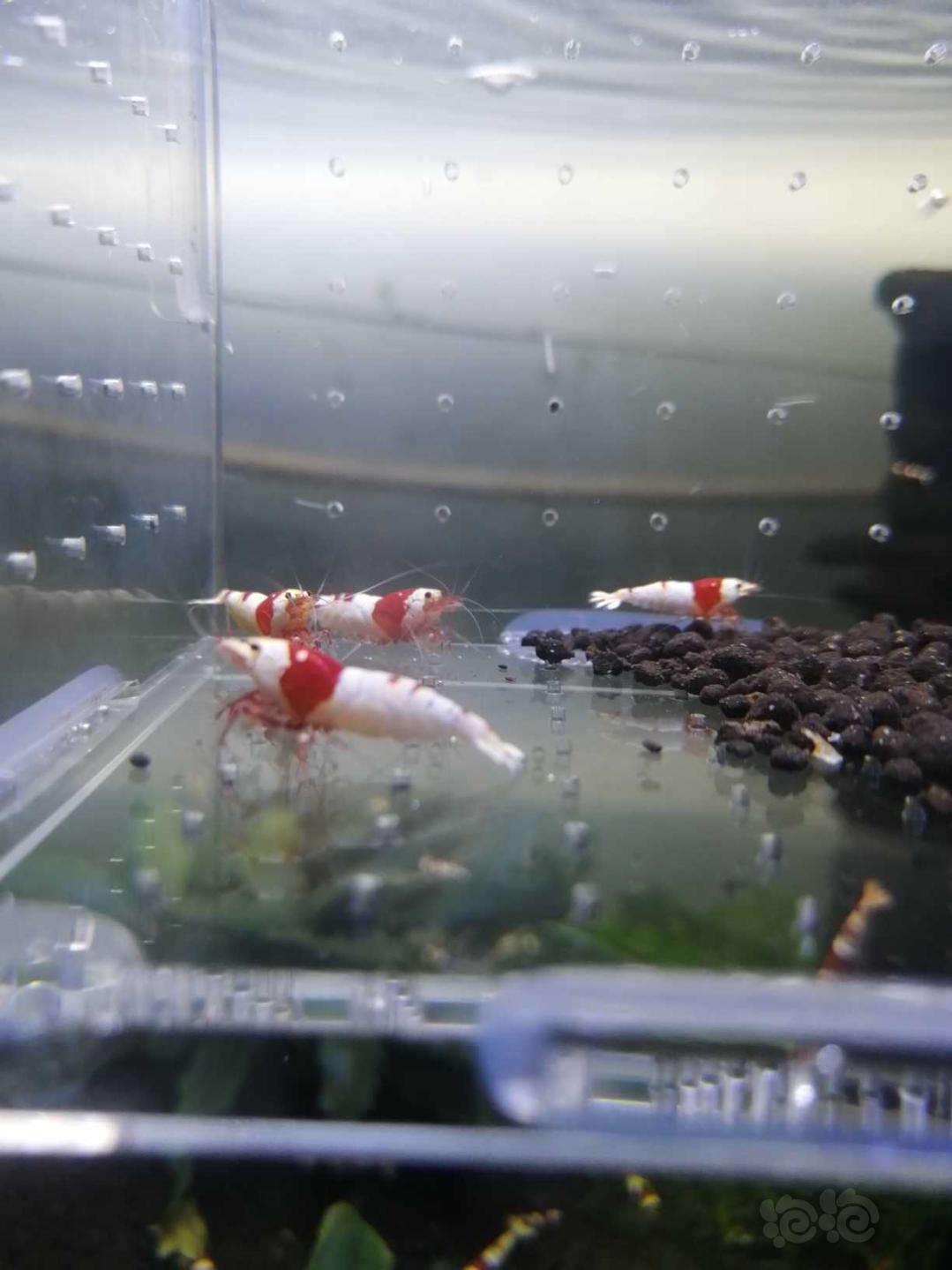 【虾】2020-08-11#RMB拍卖纯红白水晶虾-图5