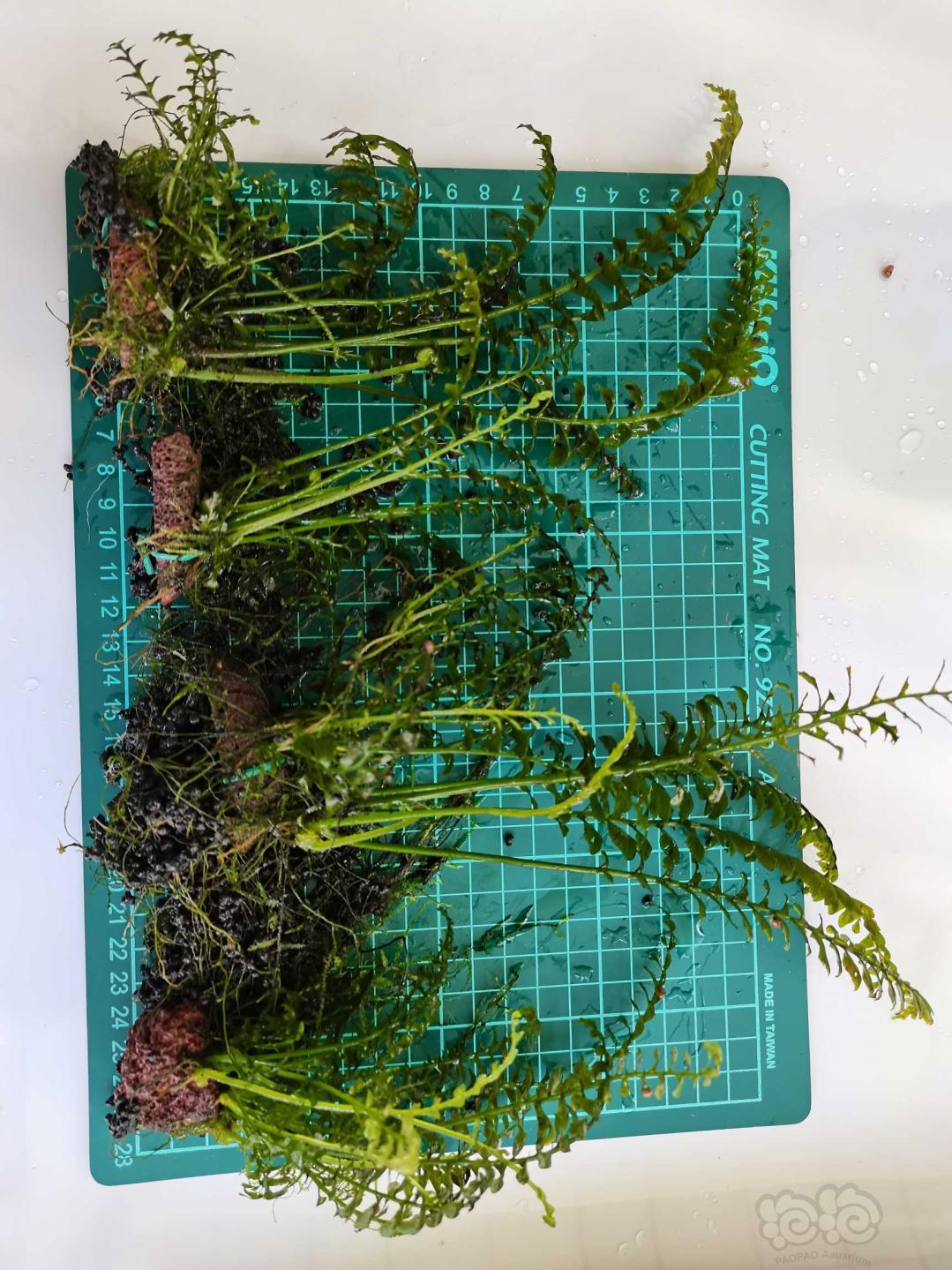 青木蕨繁殖株30厘米以上-图2