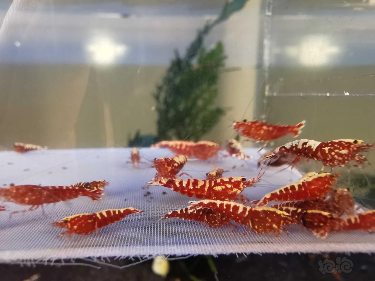 【虾】2020-08-13#RMB拍卖#红银河水晶虾一份30只-图1