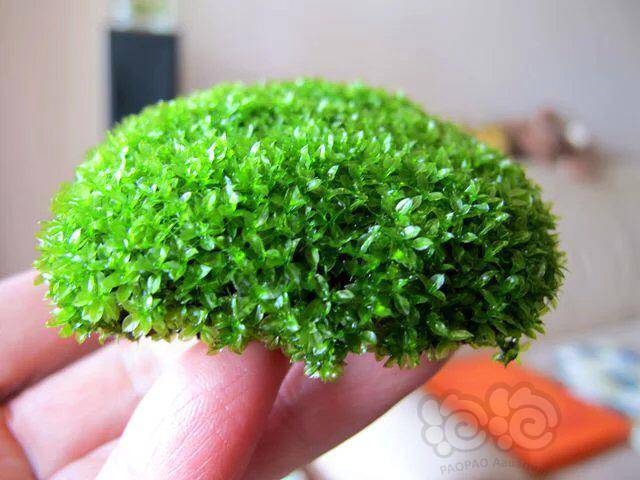 最喜欢的莫丝翡翠珍珠苔 泡泡水族