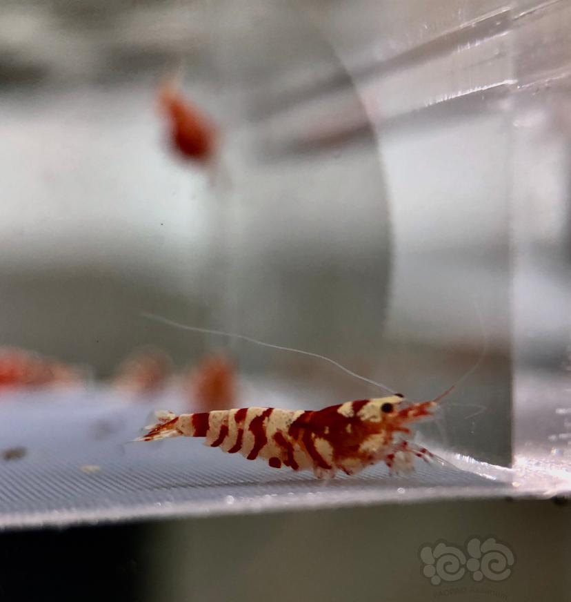 【虾】2020-8-24#RMB拍卖红花虎一份5只-图4