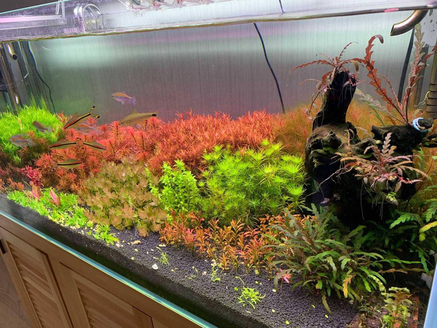 出份水草 粉虎耳 叉柱花 乌苏里 红太 雨裂 红雨伞 泡泡水族 出份水草 粉虎耳 叉柱花 乌苏里 红太 雨裂 红雨伞 泡泡水族