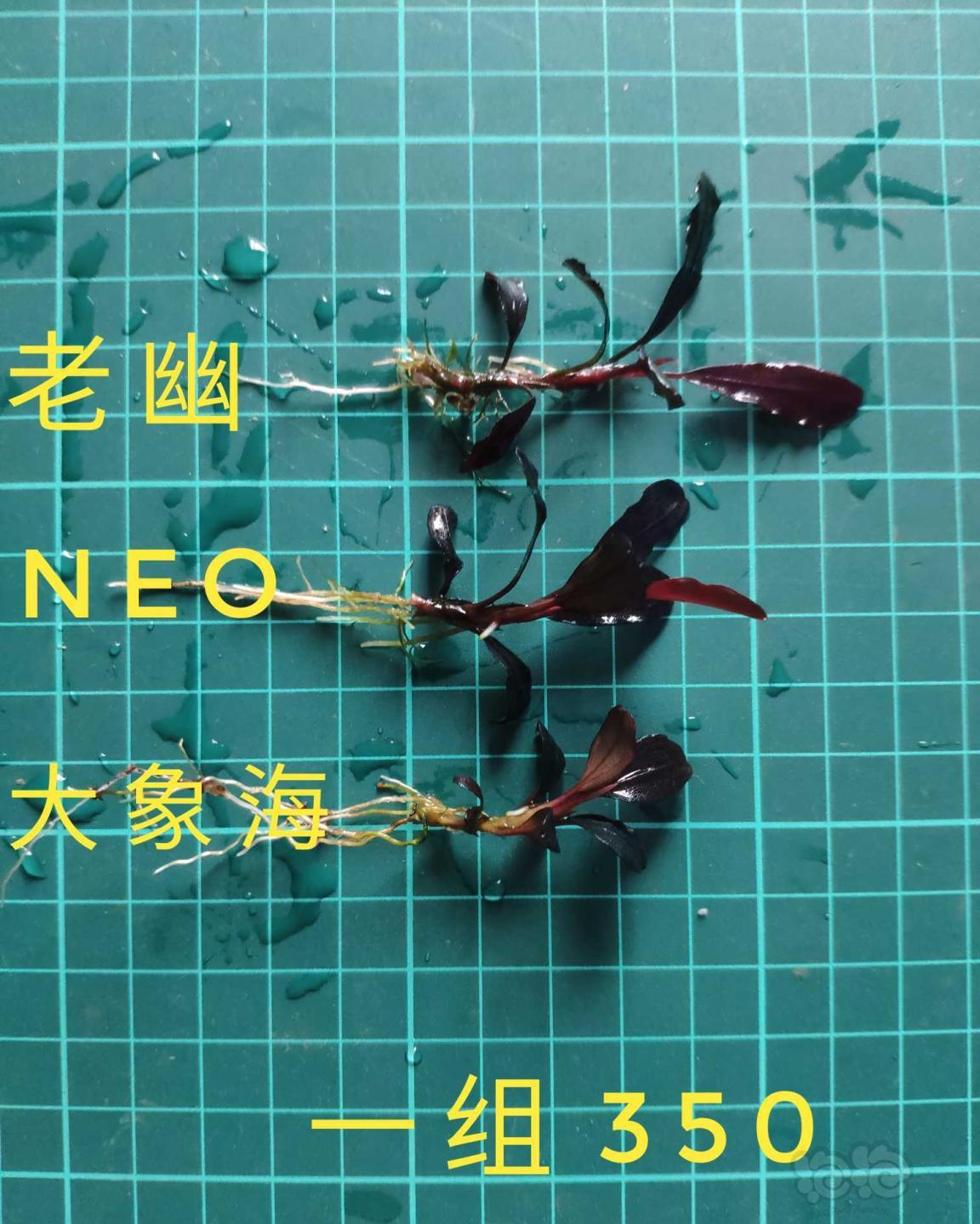 【辣椒榕】出两组辣椒榕 老幽，Neo和大象海-图4