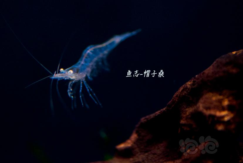红鼻虾活不长-图2
