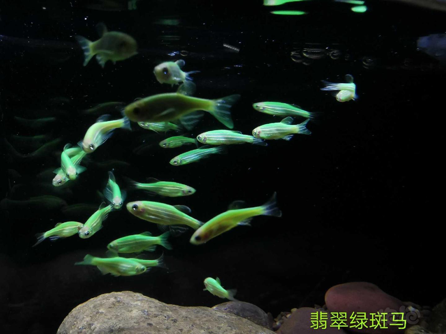 【热带鱼】灯鱼，虾虎，除藻彩蛋螺…-图2