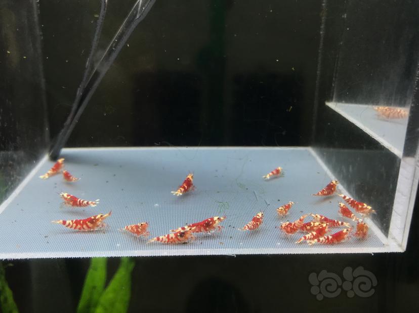 【虾】2020-08-24#RMB拍卖太极红花虎20只-图1