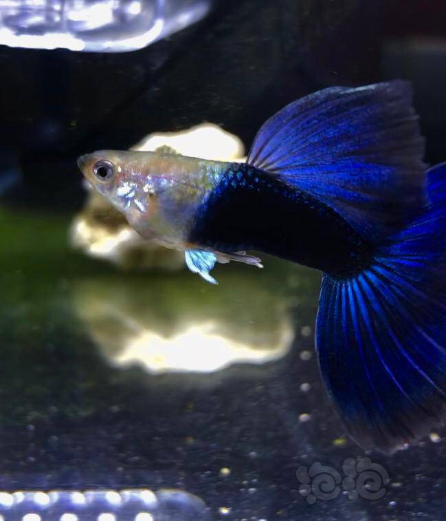 蓝礼服孔雀鱼 目前手上有多线蓝礼服 改良了多代 目前还是比较满意的