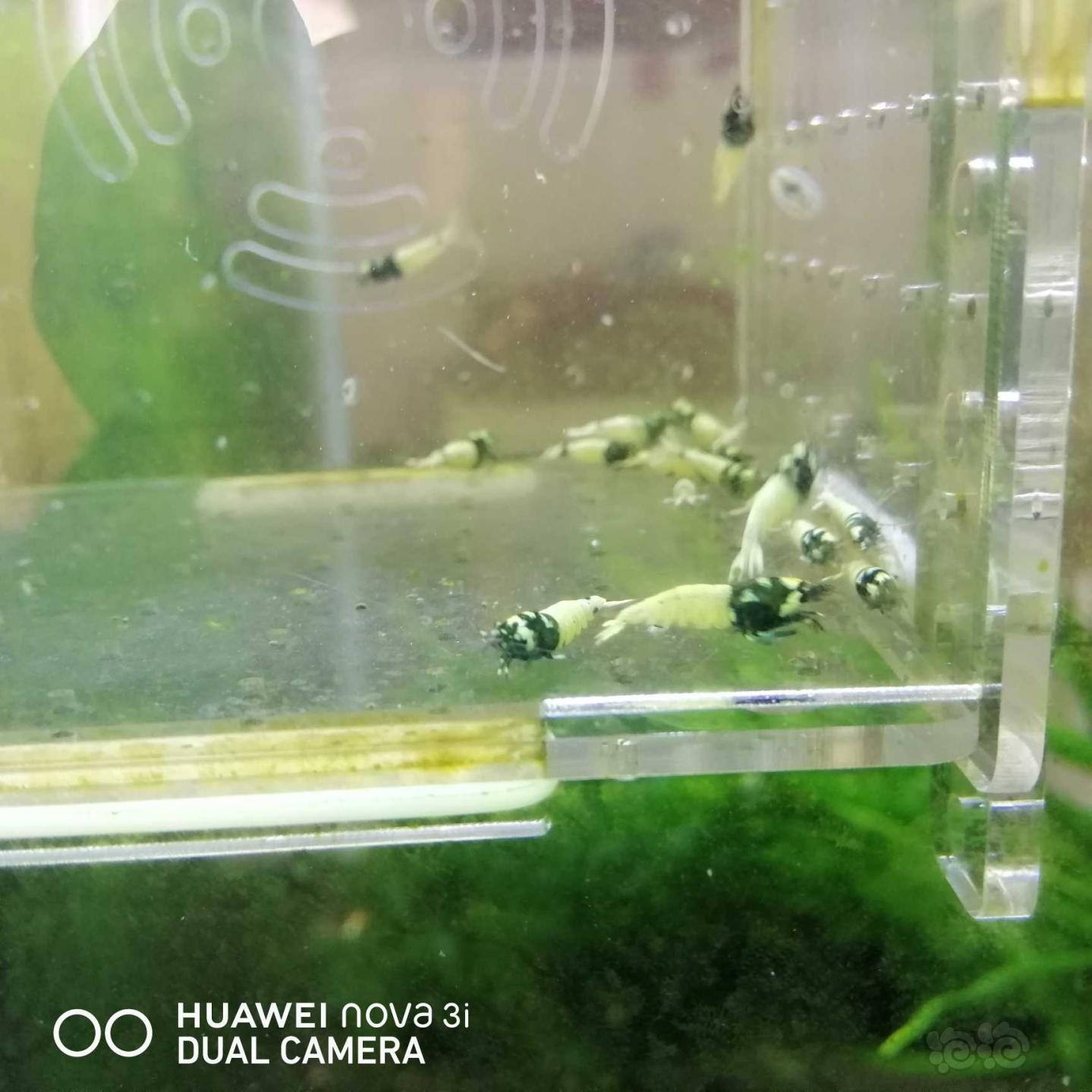 【虾】2020-08-25#RMB拍卖高品洞头水晶虾15只-图1