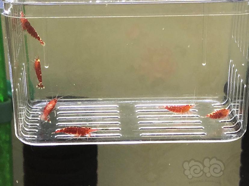 【虾】2020-8-24#RMB#拍卖淘汰玫瑰金三公三母-图8