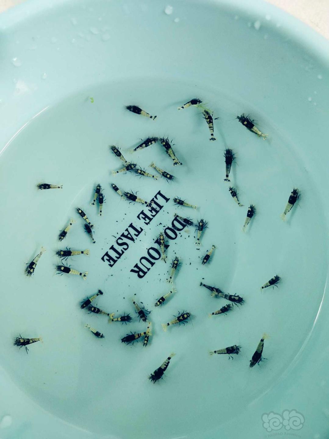 【虾】2020-08-28#RMB拍卖#黑银河蟒背苗子50只一份-图2