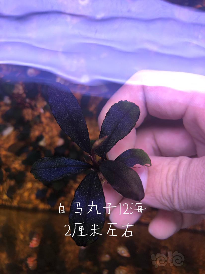 【辣椒榕】减密度出一份辣椒榕老货组合（北京）-图3