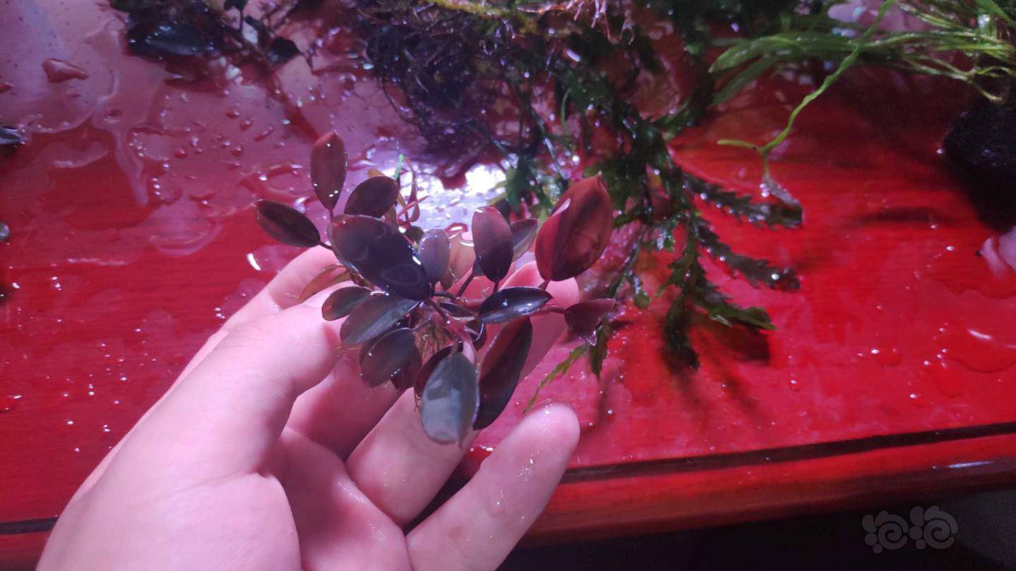 出辣椒榕凤尾蕨细叶铁