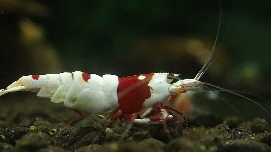 厚甲红白公虾-图2