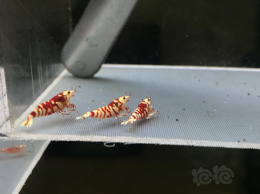 【虾】2020-08-24#RMB拍卖太极红花虎1公2母-图2
