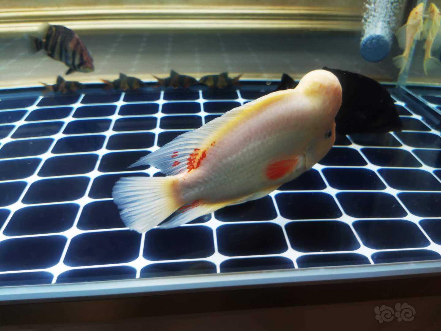 【龙鱼】这个雪山财神鱼有人喜欢么-图2