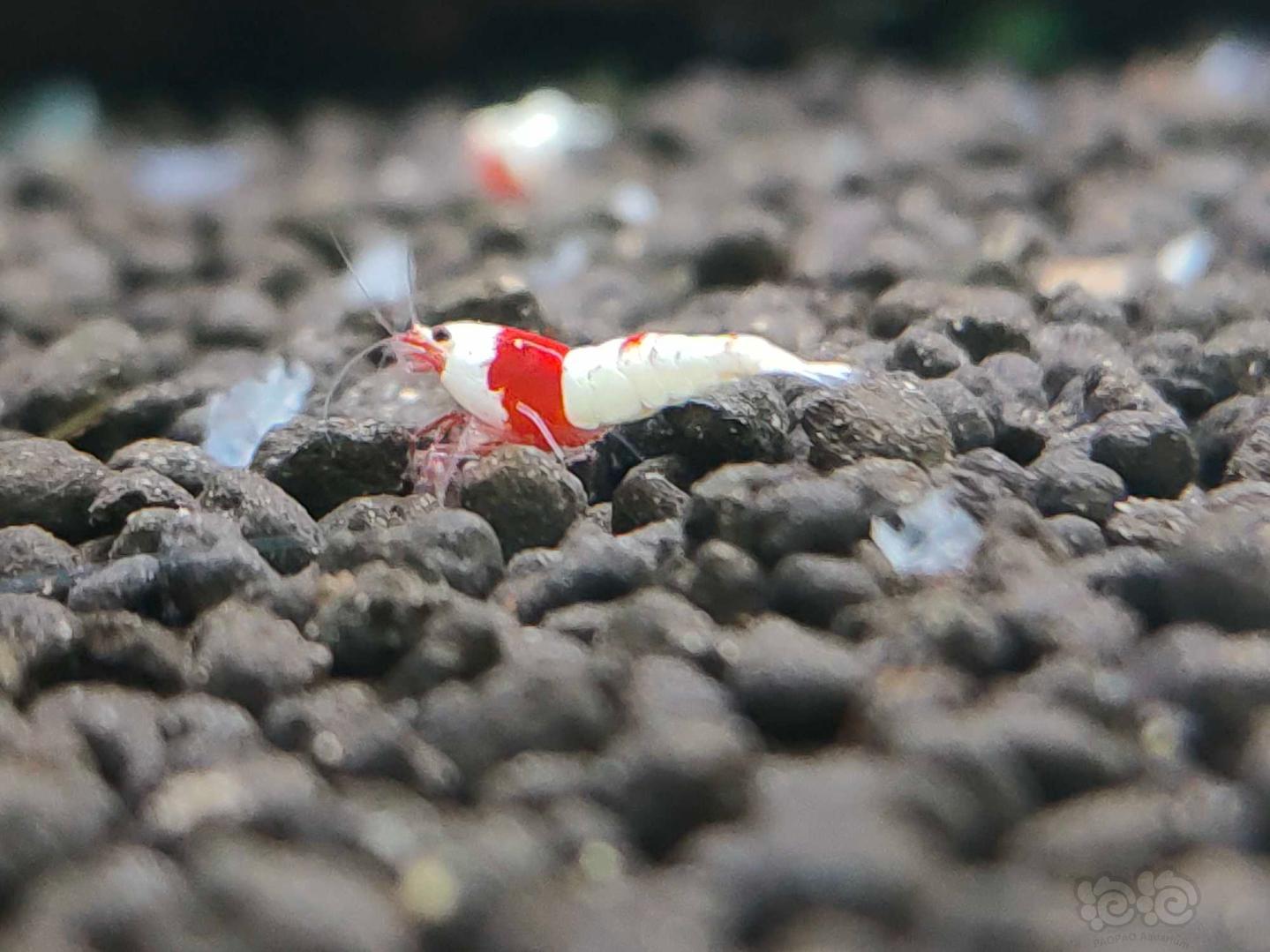 【虾】2020-8-5#rmb拍卖红白水晶虾一份5只-图7