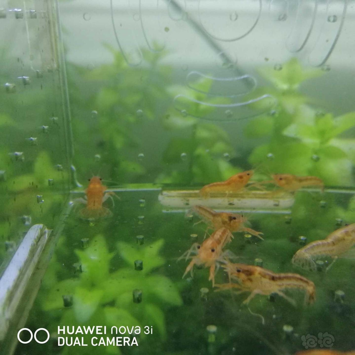 【虾】2020-08-29#RMB拍卖迷你侏儒橘10只-图4