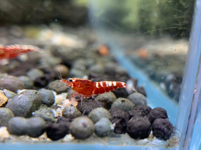 【虾】2020-8-25#RMB拍卖#红银河星钻新成淘汰母虾一份3只-图1