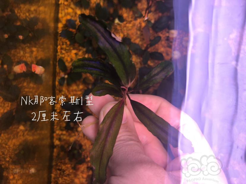 【辣椒榕】减密度出一份辣椒榕老货组合（北京）-图2