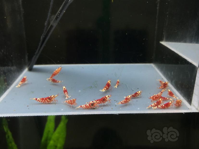 【虾】2020-08-24#RMB拍卖太极红花虎20只-图2