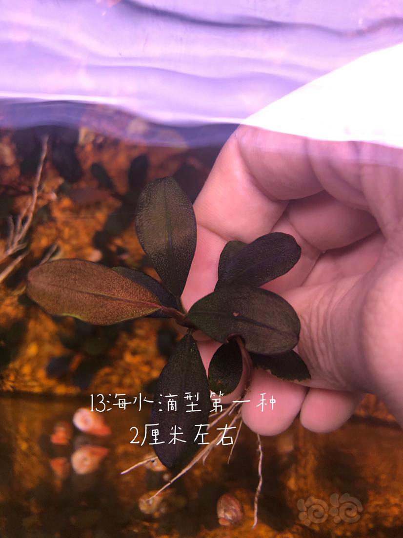 【辣椒榕】减密度出一份辣椒榕老货组合（北京）-图5