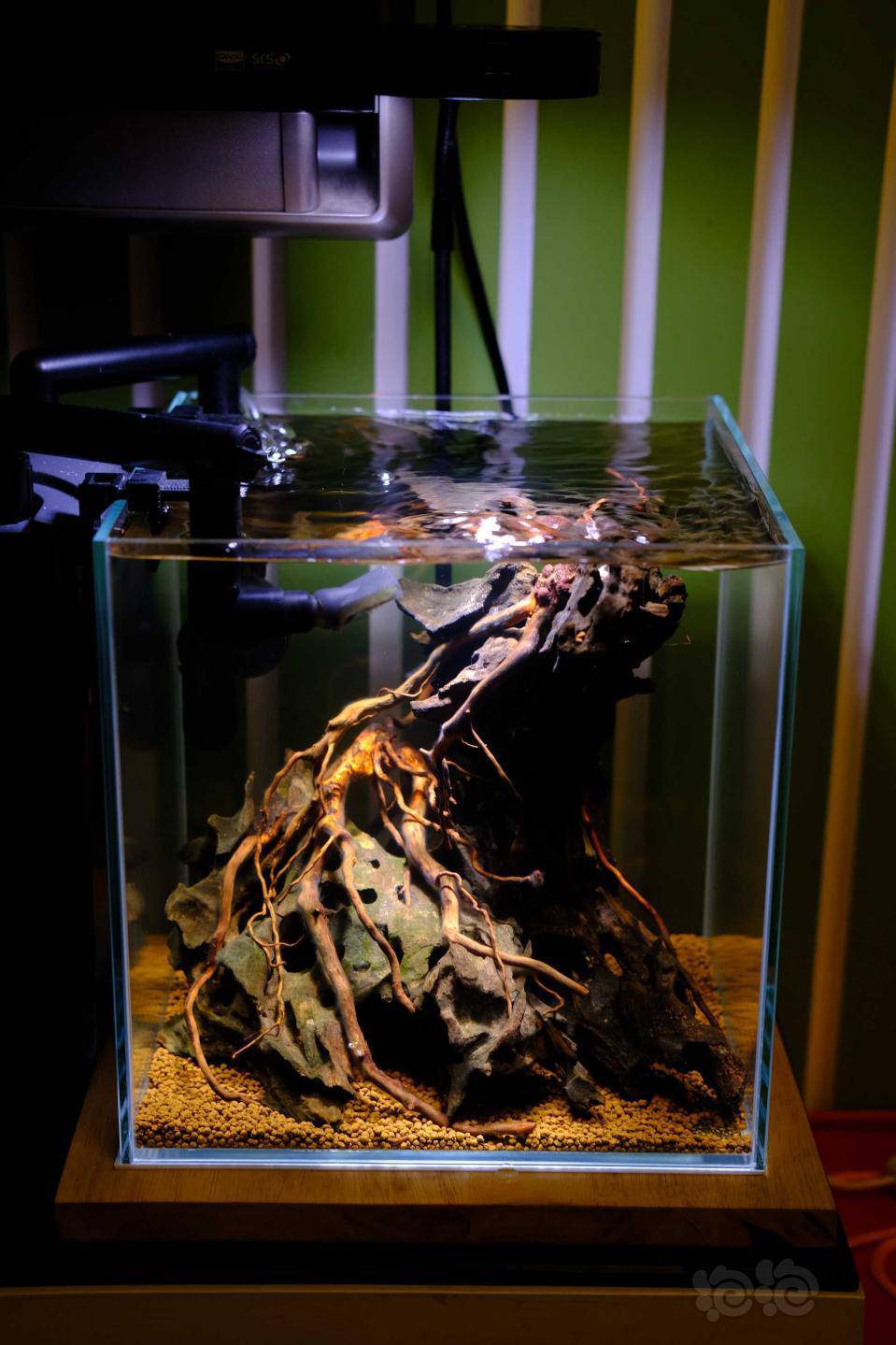 闲鱼上买的造景,想养苏虾但是缸太小怕跳缸或者养不活.