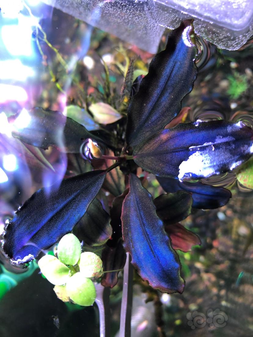 虎纹盛翠种夹一个，夕烧和黑幕蕨一丛-图5