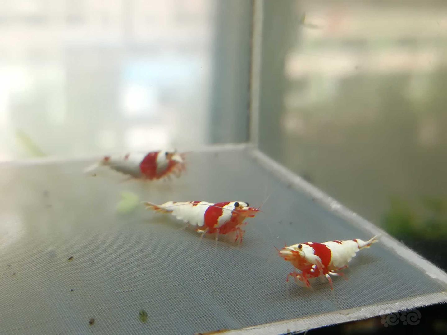【虾】2020-08-16#RMB拍卖#红白纯血水晶虾一份4只（两对-图5