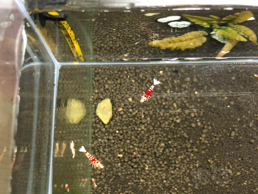 【虾】2020-08-16#RMB拍卖#太极红花虎一份2只-图6