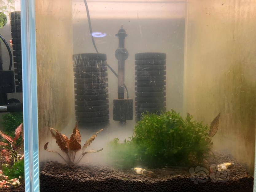 别人晒虾我晒缸这菌膜