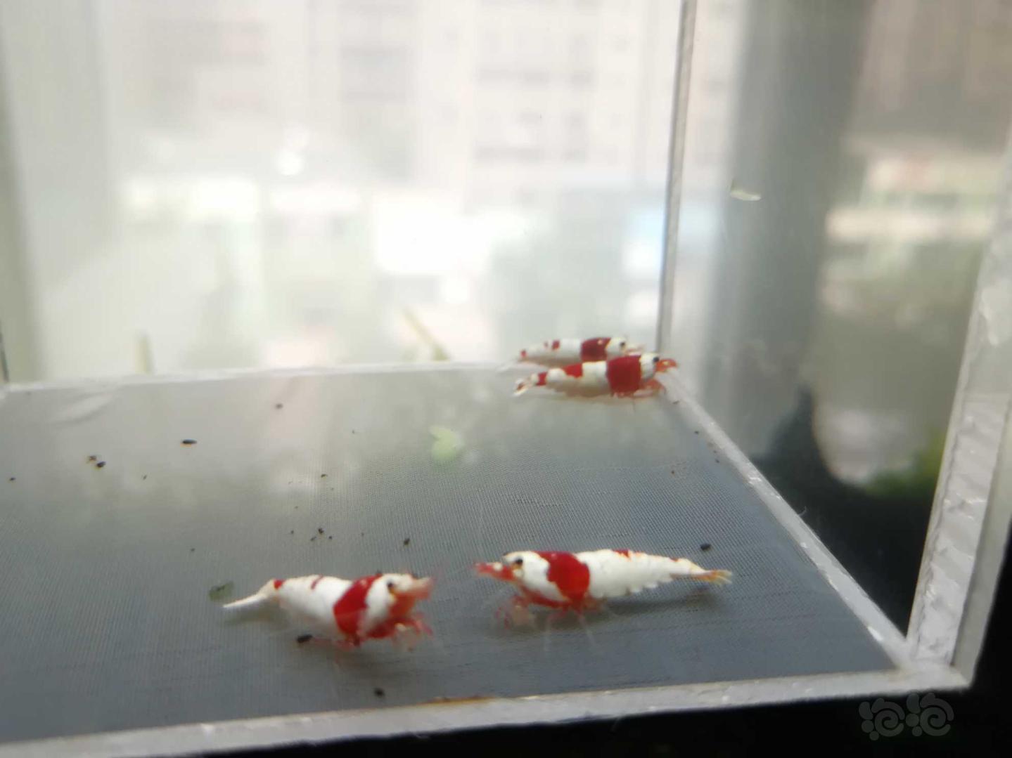 【虾】2020-08-16#RMB拍卖#红白纯血水晶虾一份4只（两对-图4