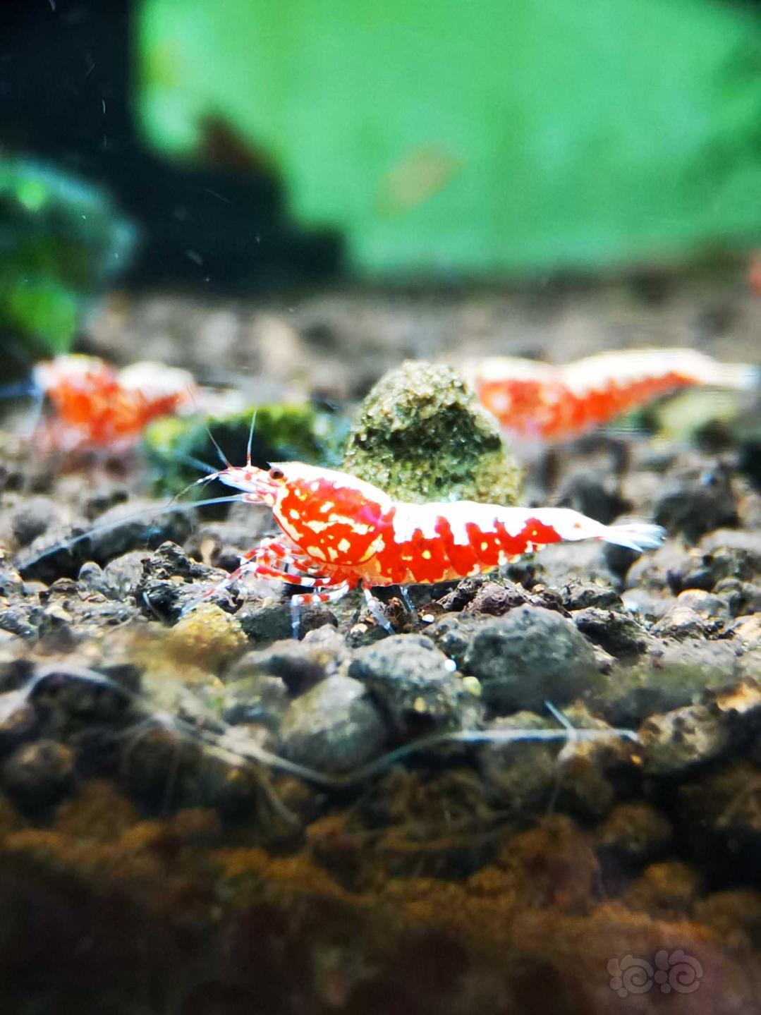【虾】2020-8-4#RMB拍卖#红银河星钻水晶虾一份5只-图4