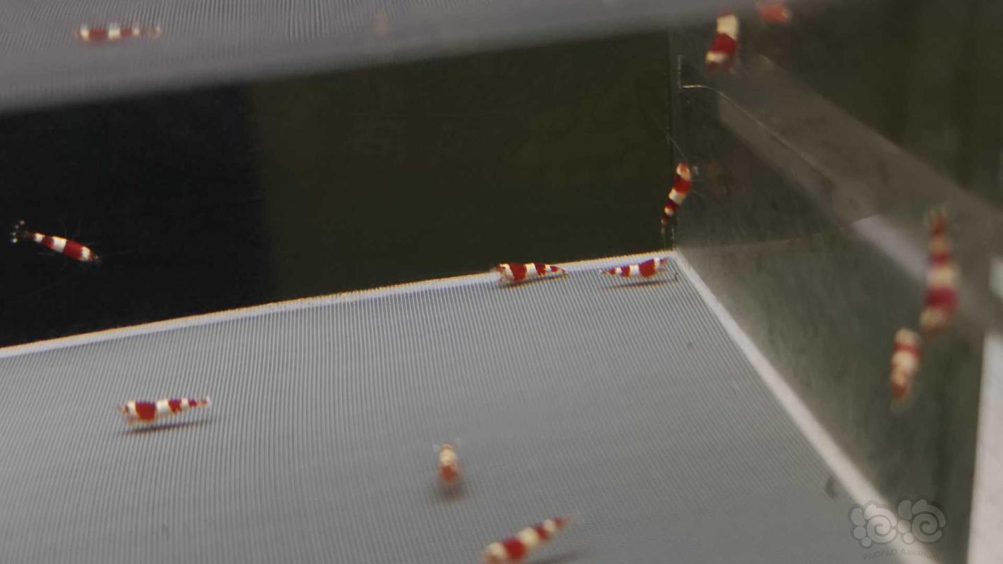 【虾】2020-08-03#RMB拍卖咖啡血纯血红白三段红尾巴20只-图5