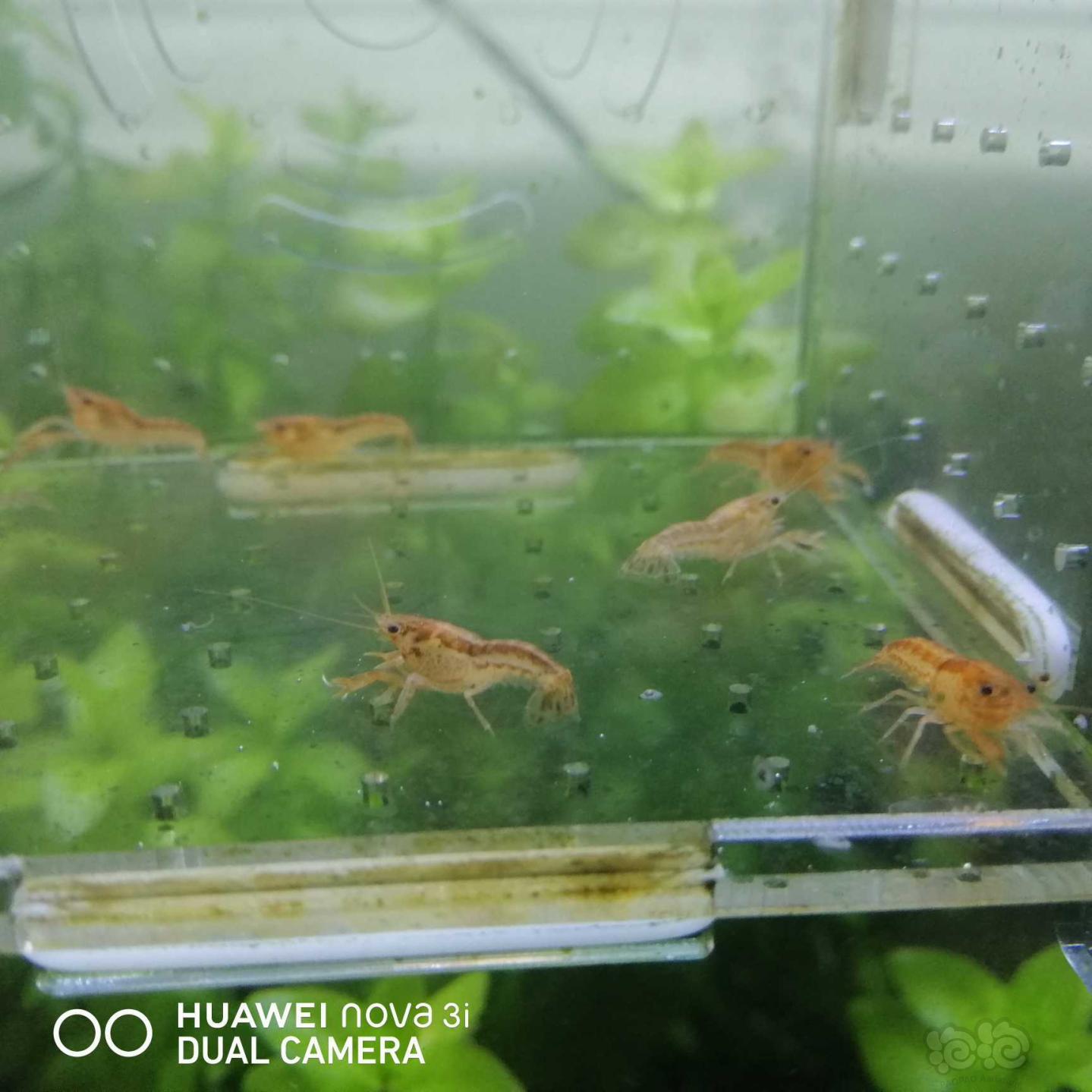 【虾】2020-08-29#RMB拍卖迷你侏儒橘10只-图3