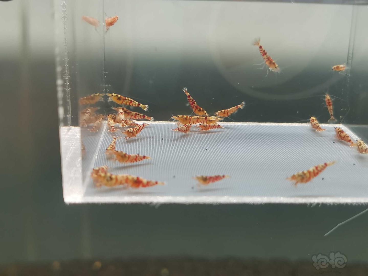 【虾】2020-8-25#RMB拍卖红花虎一份30只-图3