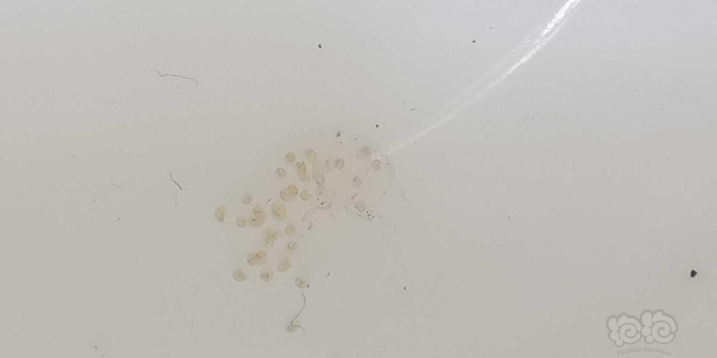 慈鲷鱼卵斑图片