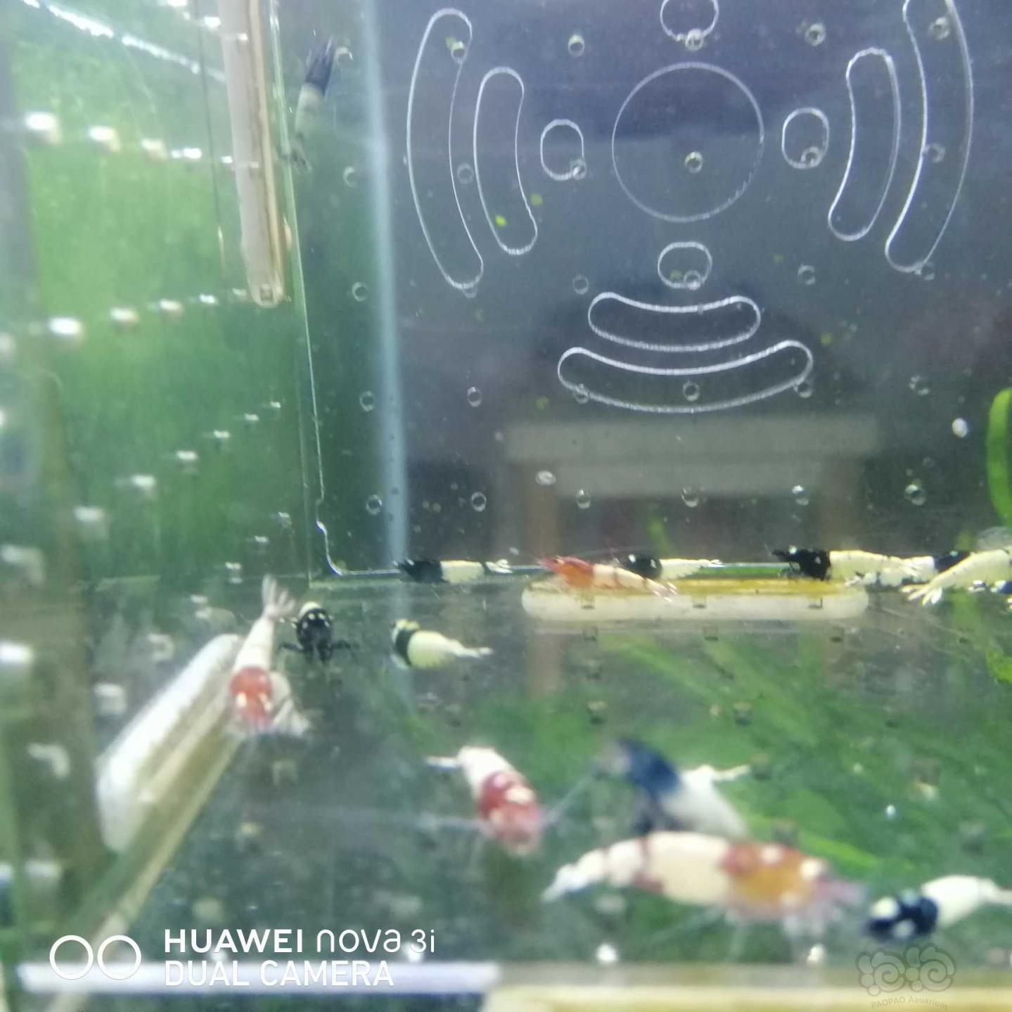 【虾】2020-08-30#RMB拍卖杂虾一份30只-图4