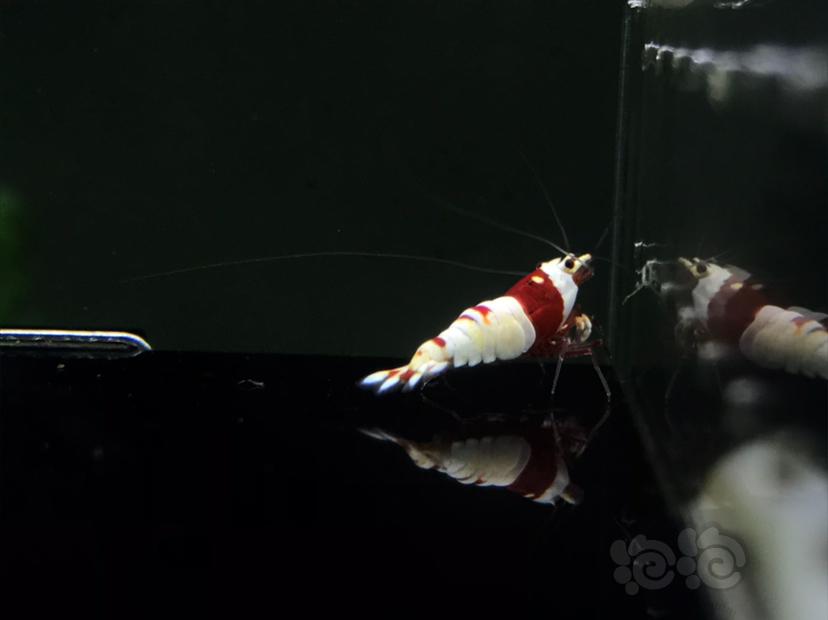 【虾】2020-08-31#RMB拍卖#咖啡血红白水晶虾一份5只-图2