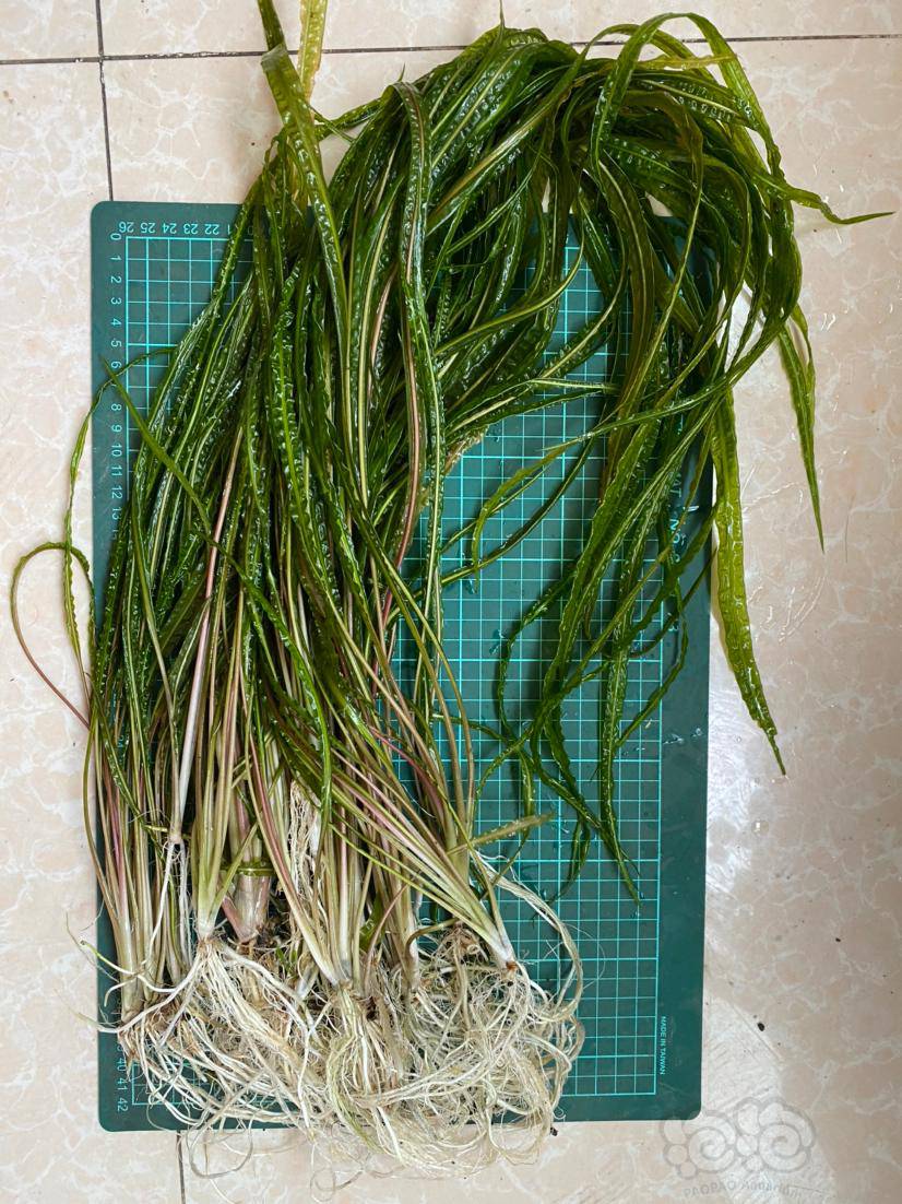 【水草】喷泉椒草,大小一共25棵,打包出.