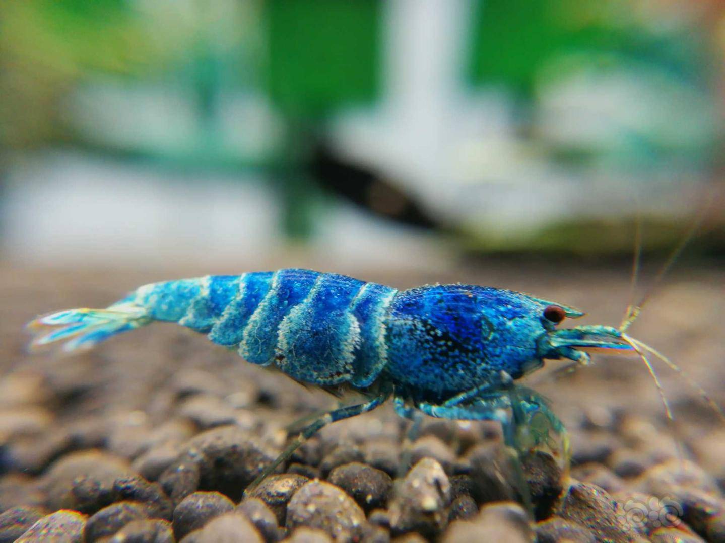 2020818rmb拍卖淘汰蓝金刚新成虾4个