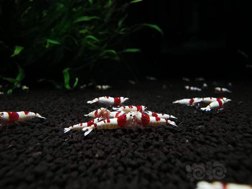 【虾】2020-08-29#RMB拍卖二线红白幼虾一组20只-图1