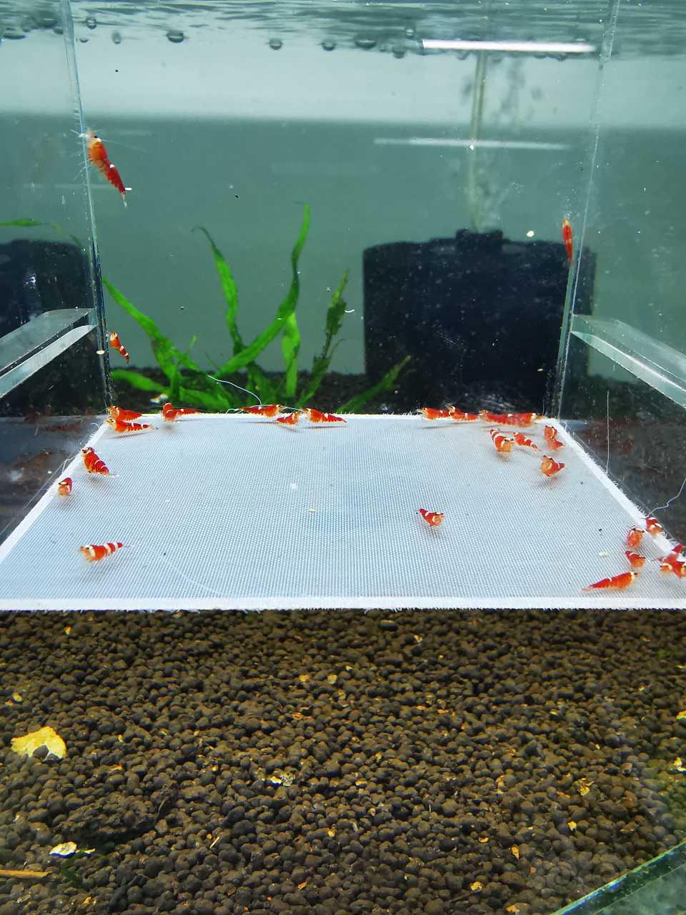 【虾】2020-8-31#RMB拍卖超级红索型三十只-图2