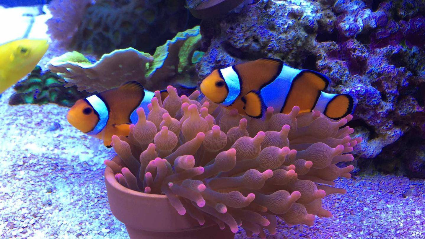 开海水珊瑚板块过来报个到