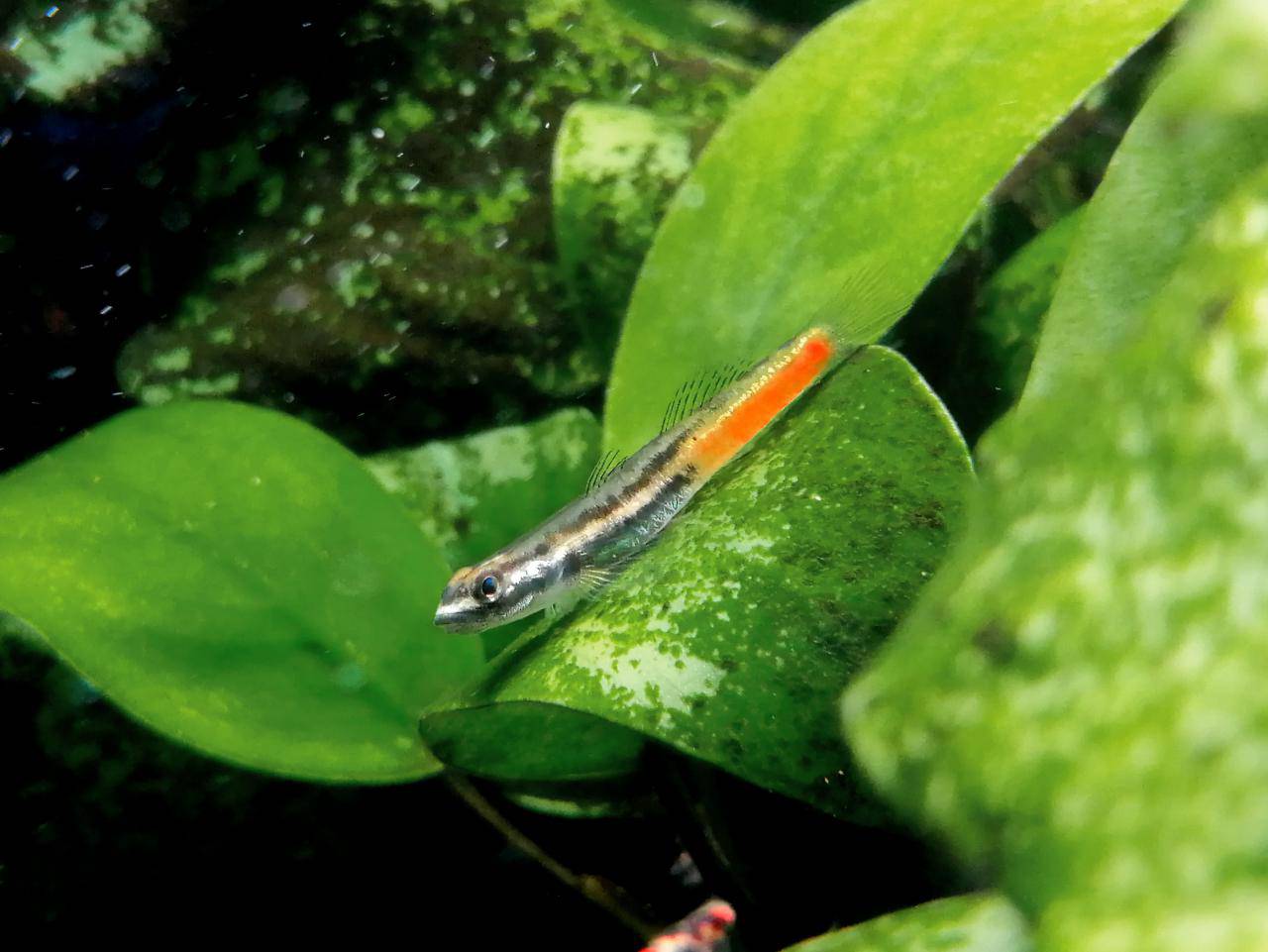 闪电红腰虾虎-图1