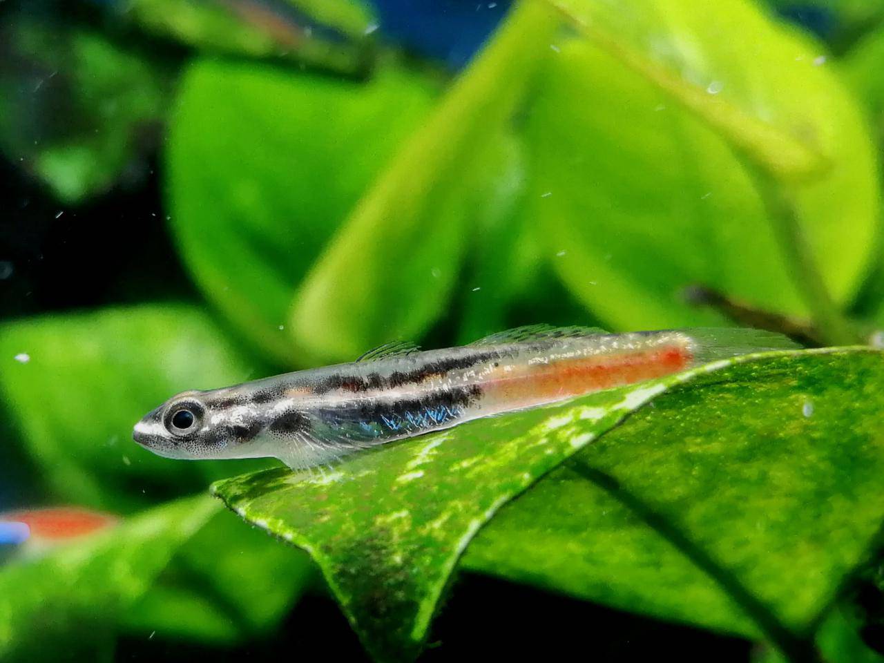 闪电红腰虾虎-图2