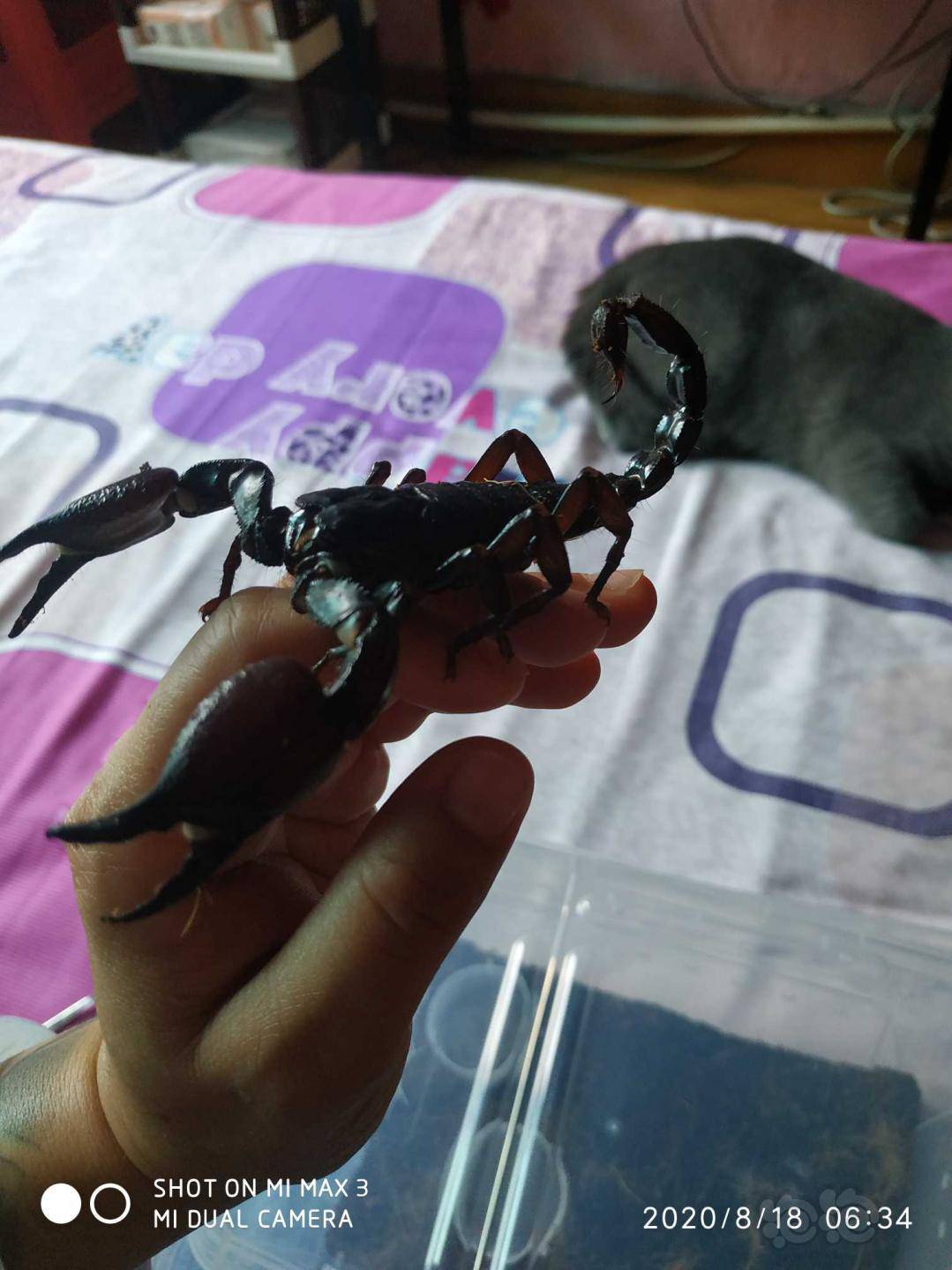晒晒小黑蝎子-图5
