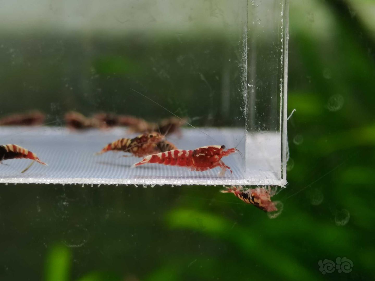 【虾】2020-8-7#RMB拍卖红银河星钻小虾一份15只-图8