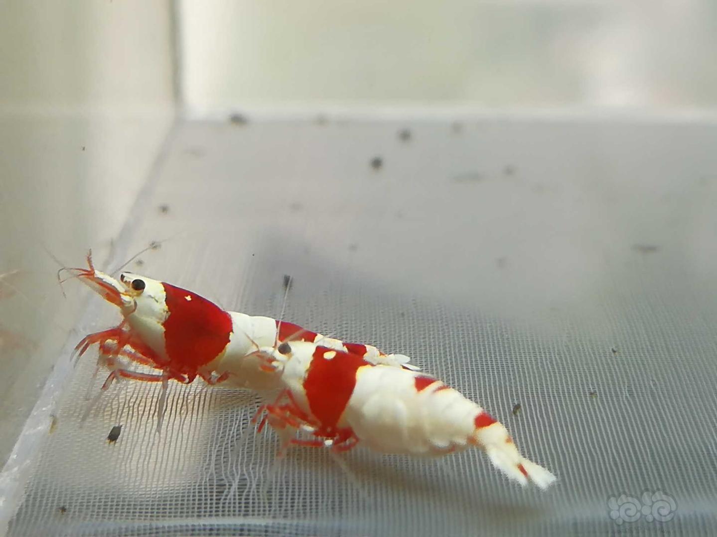 【虾】2020-08-25#RMB拍卖#红白纯血水晶虾一份2只-图2