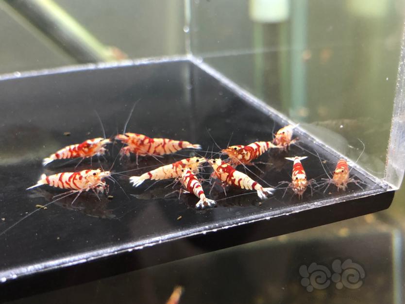 【虾】2020-8-1#RMB拍卖#红花虎成虾淘汰10只-图3